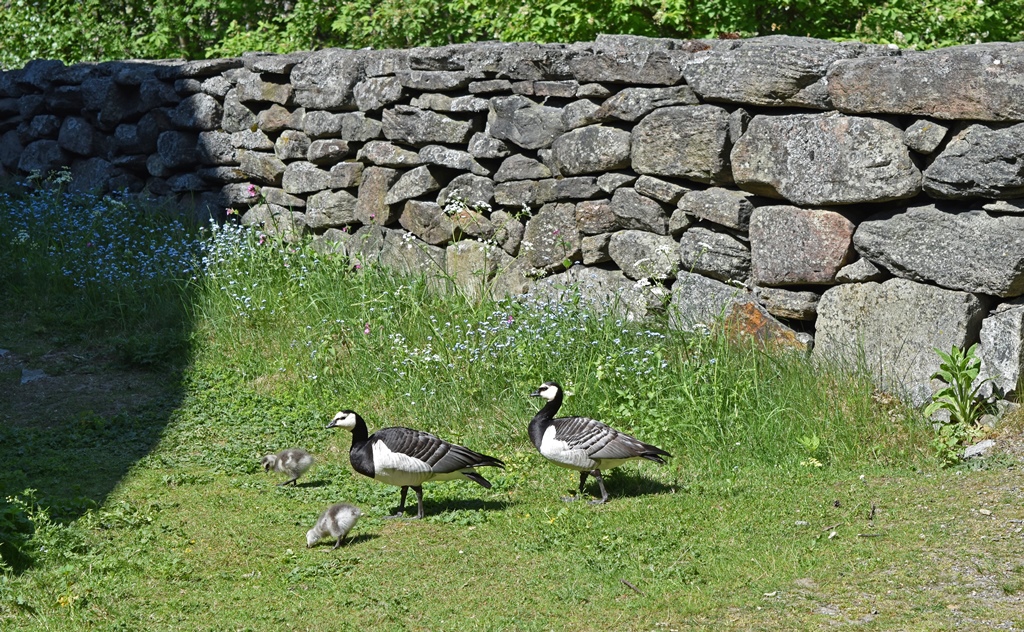 Churchyard Wall with Geese